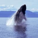 A humpback whale breaches the water. UC Davis and SETI Institute scientists are studying whale communication. (Getty)